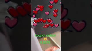 "А что вы тут делаете!А?" #нашажизньлн#домашниеживотные#кошкакейси