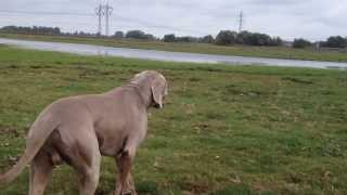 Weimaraner sneak attack