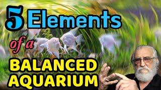 Father Fish Reveals The Top 5 Secrets To Creating An Enchanting Natural Planted Aquarium