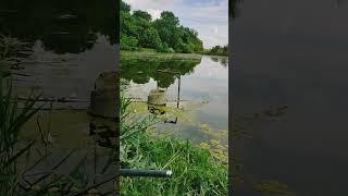 уклейка одолела