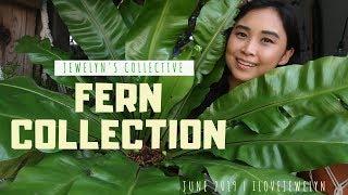 Jewelyn's Collective: Fern Collection | June 2019 | ILOVEJEWELYN