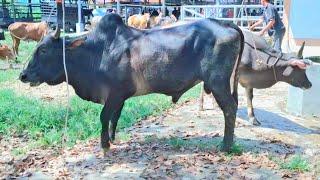 sapi jumbo, sapi lucu, sapi joget, sapi bali super, brahman bull, cow videos