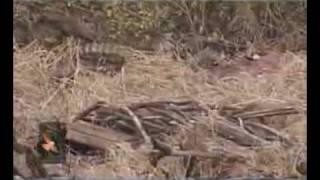 الحياة البرية في ظفار Wildlife in Dhofar
