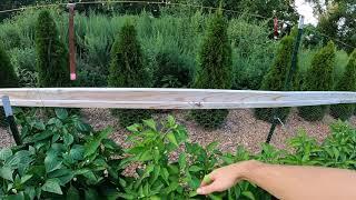 Best Tomato Trellis? Pros and Cons of Cattle Panels for Tomatoes