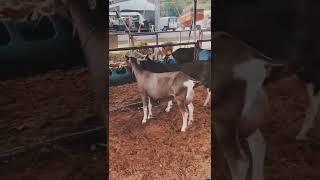 the best mother goats toggenburg