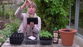 How to Sow Sweet Peas