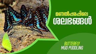 Butterfly Mud Puddling - Short video