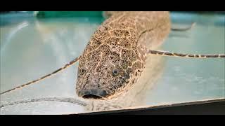 Marbled Lungfish Eating Shrimp 