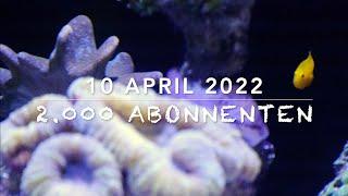 Danke 2.000 Abonnenten April 2022 Special - Die Welt der Korallen bunten Fische - Mit Gewinnspiel!