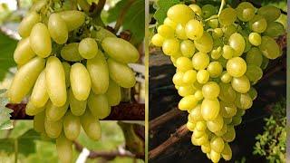 Очень перспективные сорта винограда кишмиш "Ламборджини" и кишмиш "Арарат" Тел : 8-918-43-794-43