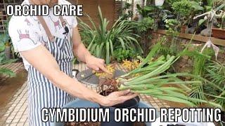 Complete Cymbidium Orchid Repotting. step by step guide