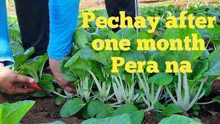 Pechay harvest and selling to our Barangay || Buhay probinsya