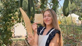 How I Make Sponges From LUFFA Grown In My BACKYARD! Tutorial - Homemade Gift Ideas!
