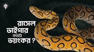 রাসেলস ভাইপার কতটা ভয়ংকর ?