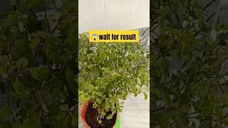 तुलसी अब सर्दियों में भी नही मरे गा how to save Tulsi besil plants in winter #viralvideo#shorts