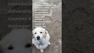 Наши правила #зоопсихолог #питомцы #добротут #собакадругчеловека #приют_для_собак