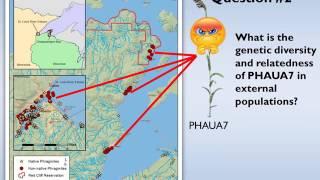 Red Cliff Treaty Natural Resources Phragmites Research