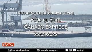 Transporte de animais vivos  em Sines Ganado Express  22 03 2022