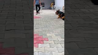 Super intelligent Puppy perfect Training long coat german shepherd #viral #viralvideo #shorts #gsd