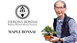 All about Maple Bonsai