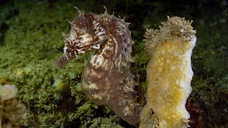 Duiken, Nederland,Zeeland,Oosteerschelde,Zeelandbrug,zeepaardje,flamenco platworm en veel meer