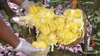 jack fruit, Block Gold,Mae 1&2 and golden pillow varieties