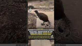 Burung Ajaib. bisa meniru suara apa saja yg telah di dengar