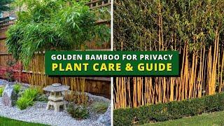 Golden Bamboo for Privacy Plant Care & Guide - Golden Bamboo Care, Prunning, Potting & Repotting