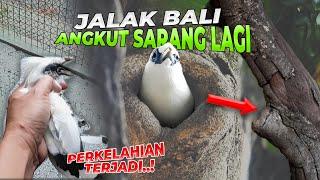 TERJADI PERSAINGAN.. BURUNG ENDEMIK JALAK BALI MULAI ANGKUT SARANG LAGI..!!