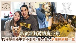 馬路營救被遺棄小狗，同伴命喪路中慘不忍睹，男女主人承諾照顧牠一生