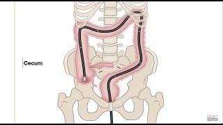 HCC 1475-7a -Colon Anatomy