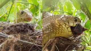 GIGANTIC Snake EATS UP Sleeping Baby Birds || Story of Intense Brutality of Nature | Bulbul nest