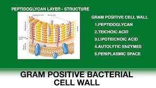 Gram positive bacterial cell wall | Peptidoglycan structure | Teichoic and Lipoteichoic acid.