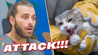 Angry CAT ATTACKS The Vet! (So Strong and Furious!)