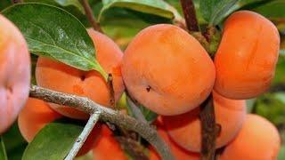 Persimmon tree...Heavy persimmon tree branches  #farmtime