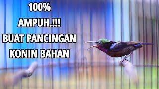 PANCINGAN TERCEPAT AMPUH BIKIN KONIN BAHAN IJOAN & OMBYOKAN IKUT BUNYI | KOLIBRI NINJA