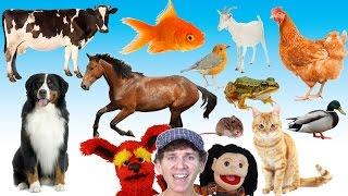 What Do You See? Song | Animals and Sounds | Learn English Kids