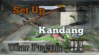 Set Up Kandang Ular Pucuk !!!