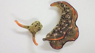 How Does This Sea Slug Detach Its Head and Regenerate a Brand New Body?