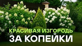 Что И Как Посадить Вдоль Своего Забора? Ошибки Которые Нельзя Допускать!