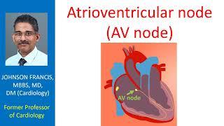 Atrioventricular node (AV node)