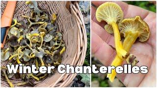 Foraging Winter Chanterelles/ Yellow Legs (Craterellus tubaeformis)- Edible Wild Mushrooms