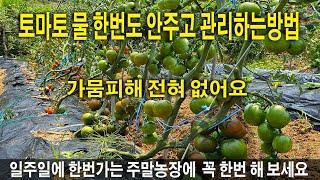 주말농장 물 관리 힘들죠 물 한번도 안주고 토마토 재배할 수 있어요