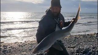  Tope fishing explosive beach session |  UK beach fishing 2024 | Sea fishing Wales| Sharks