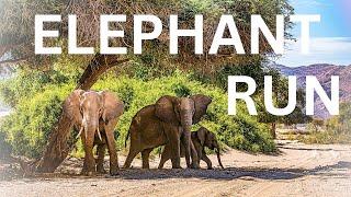 Elephant Run