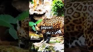 jaguar and leopards are not same !!!!