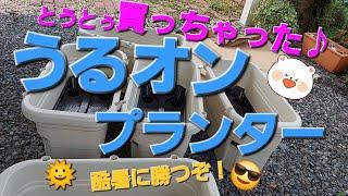 【酷暑に向けてうるオンプランター買ってみた】遅すぎた？ラグランジアの剪定 #アラ還 #ガーデニング #うるオンプランター #ラグランジアブライダルシャワー