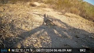 This Jackrabbit Visited Almost Everyday for a Week -- Arizona Trail Cam