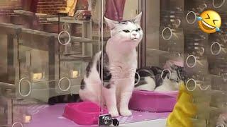 Cat Comedy Central: The Ultimate Funny Cat Video 