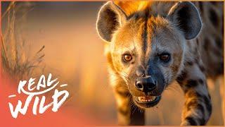 The Bone-Crushing Jaws Of African Hyenas | Race Of Life | Real Wild